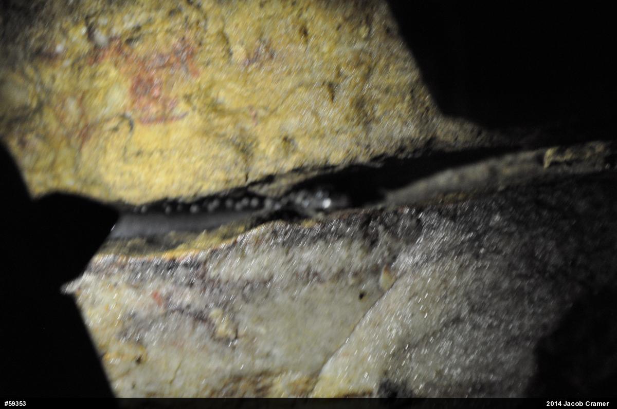 Northern Slimy Salamander