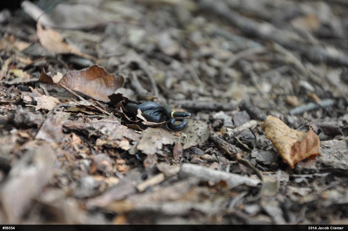 Northern Ring-necked Snake