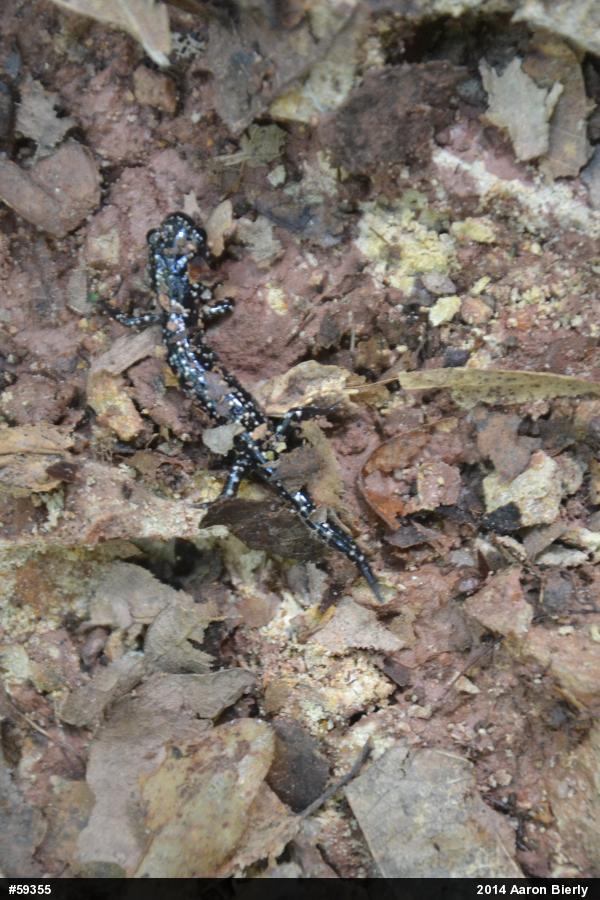 Northern Slimy Salamander