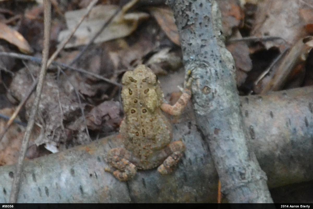 Eastern American Toad