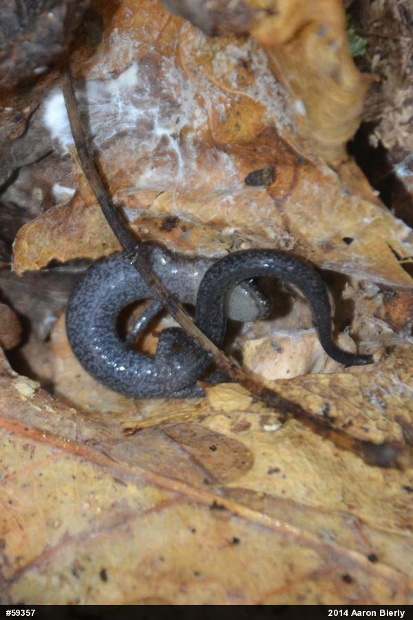 Eastern Red-backed  Salamander
