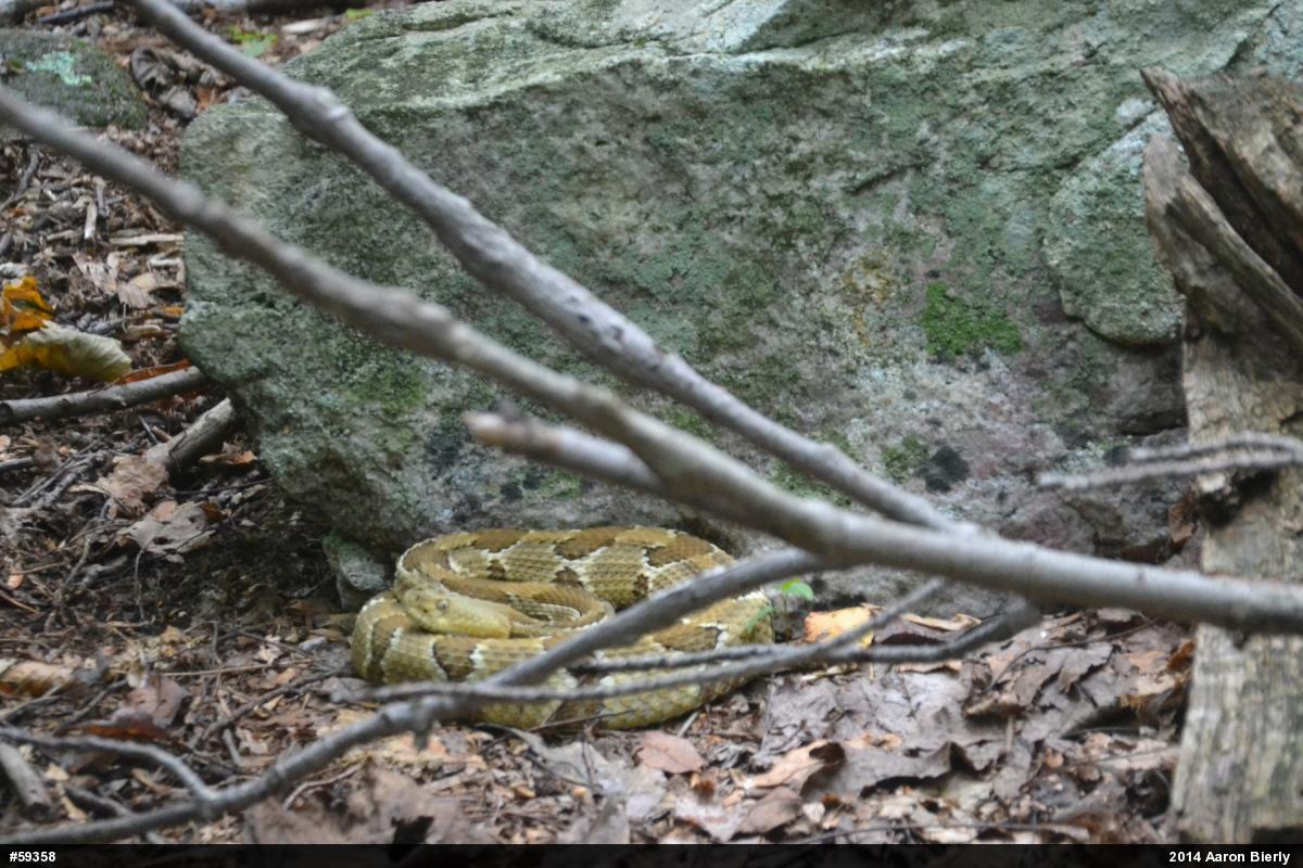 Timber Rattlesnake