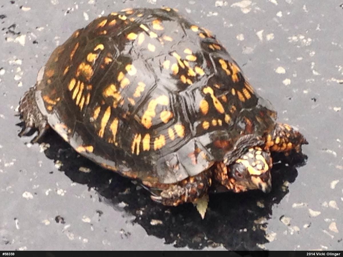 Eastern Box Turtle