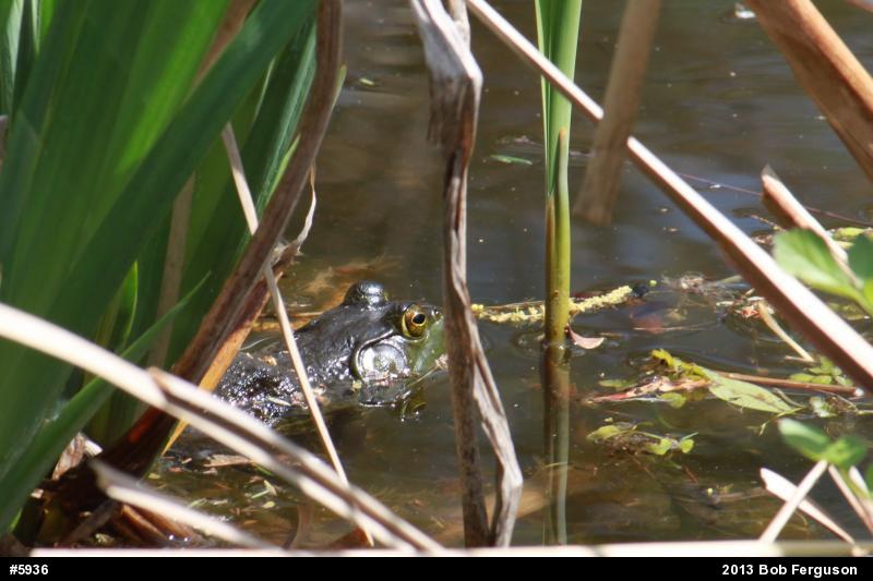 American Bullfrog