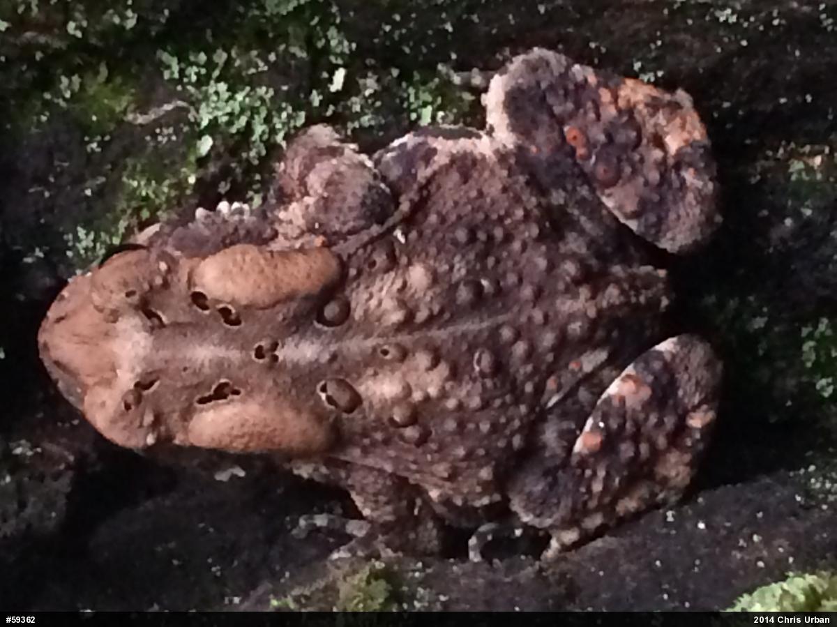 Eastern American Toad
