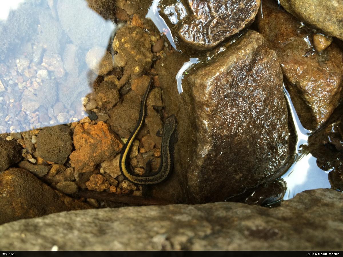 Northern Two-lined Salamander