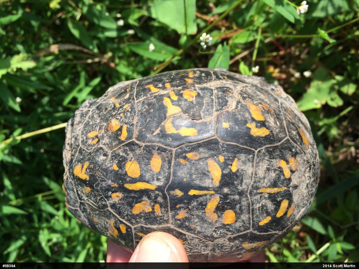 Eastern Box Turtle