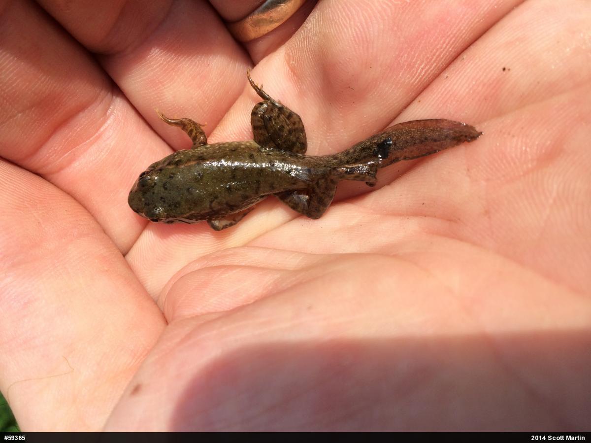 Green Frog