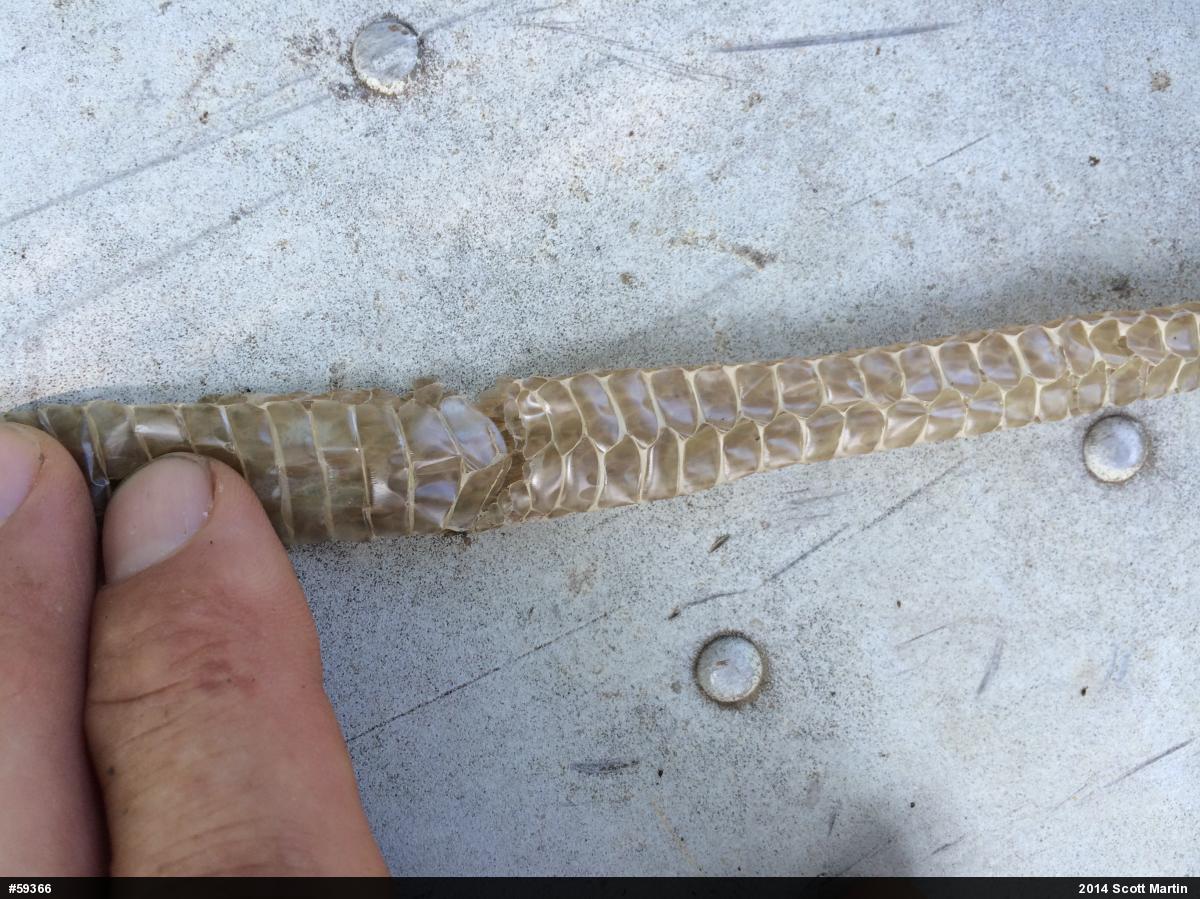 Eastern Ratsnake