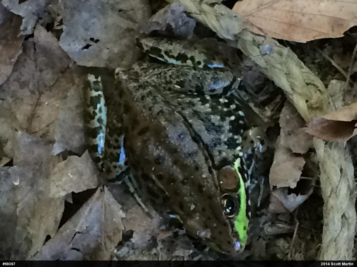 Green Frog