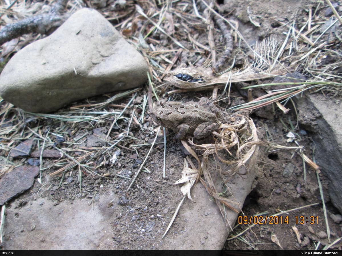Eastern American Toad