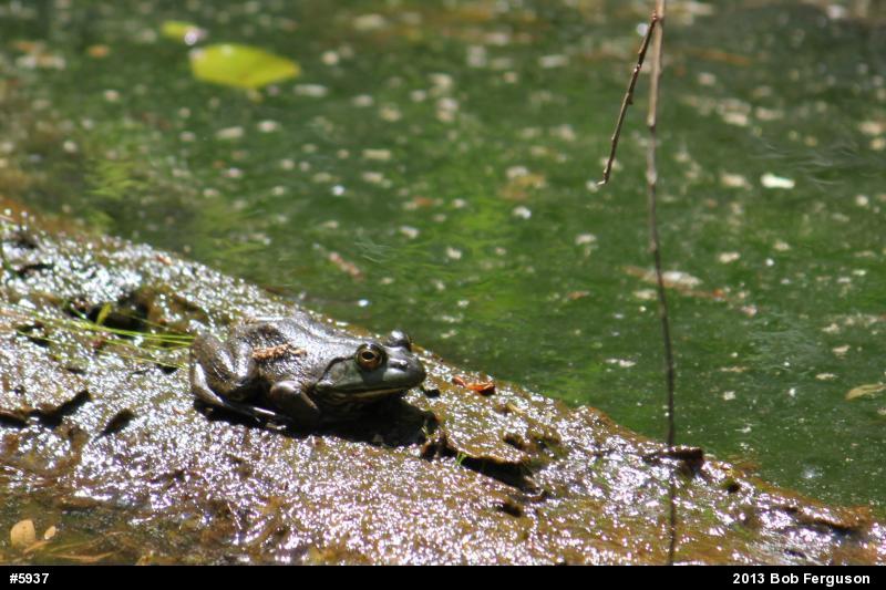 American Bullfrog