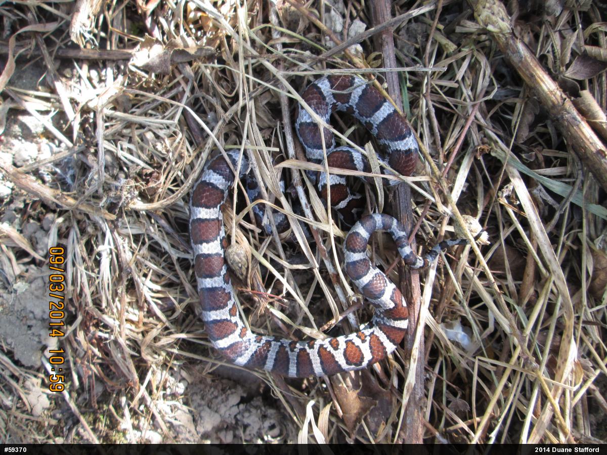 Eastern Milksnake