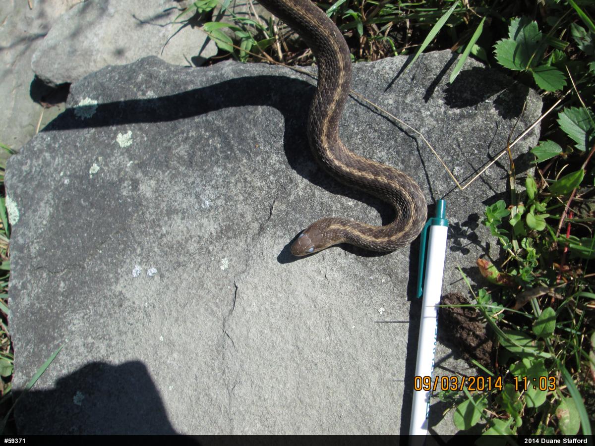 Eastern Gartersnake