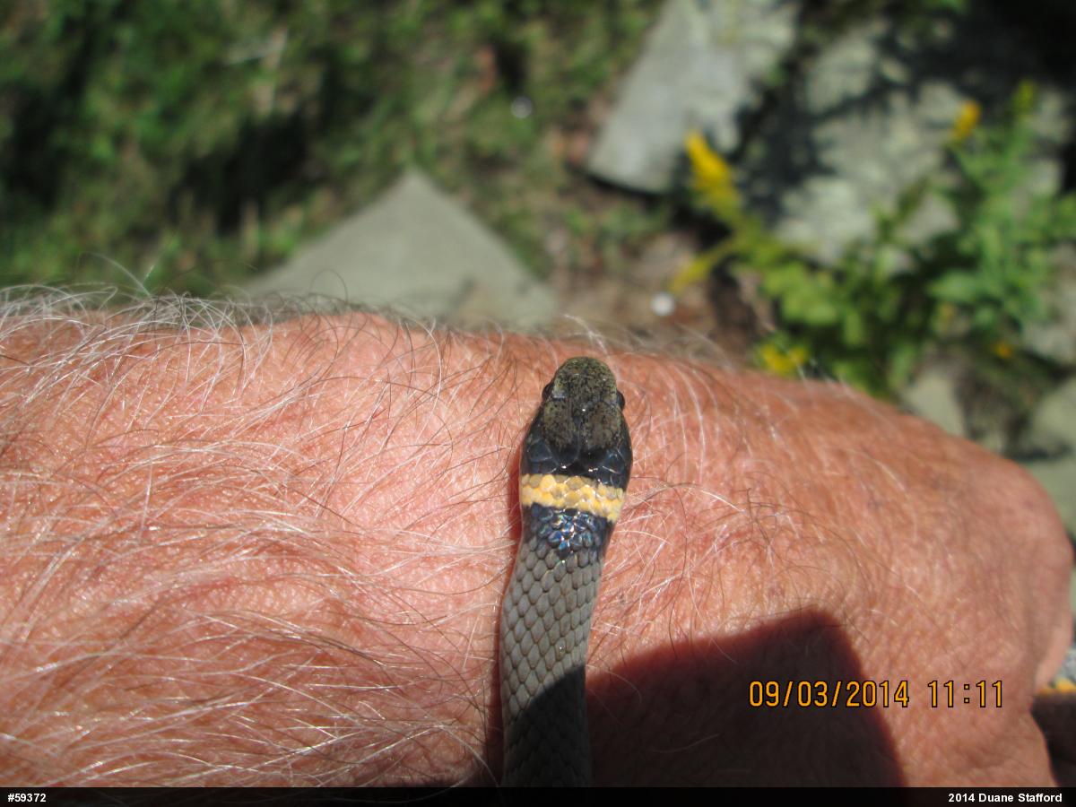 Northern Ring-necked Snake