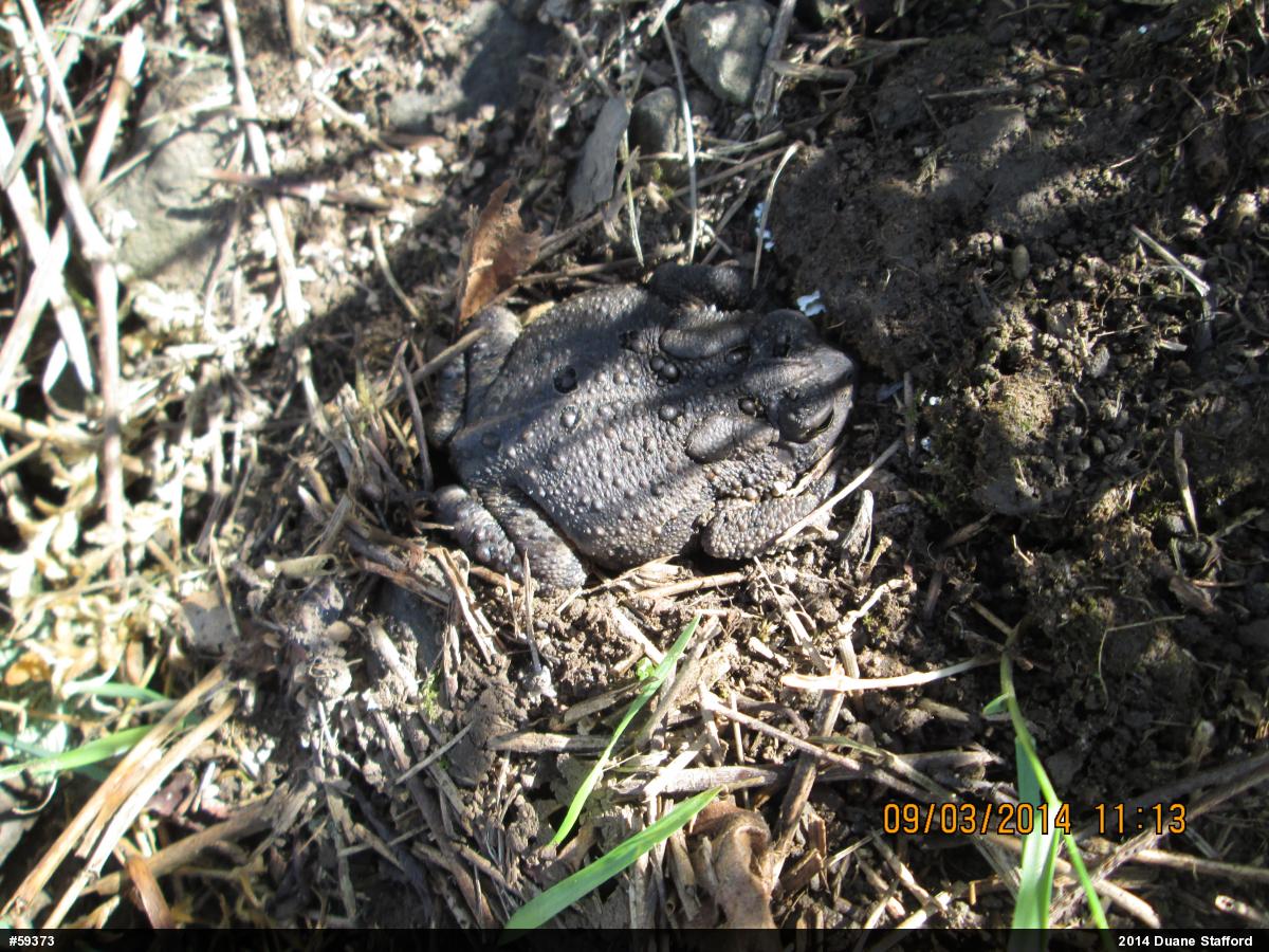 Eastern American Toad