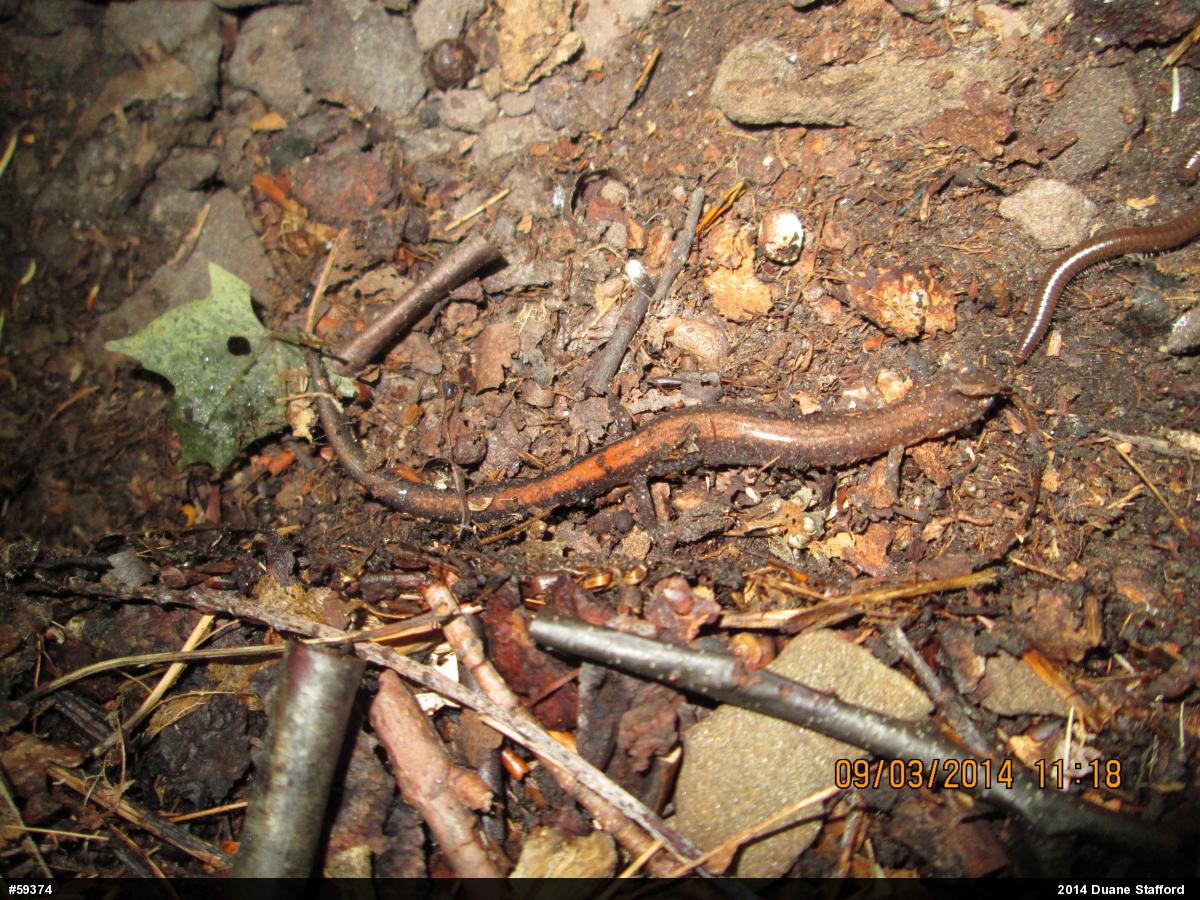 Eastern Red-backed  Salamander