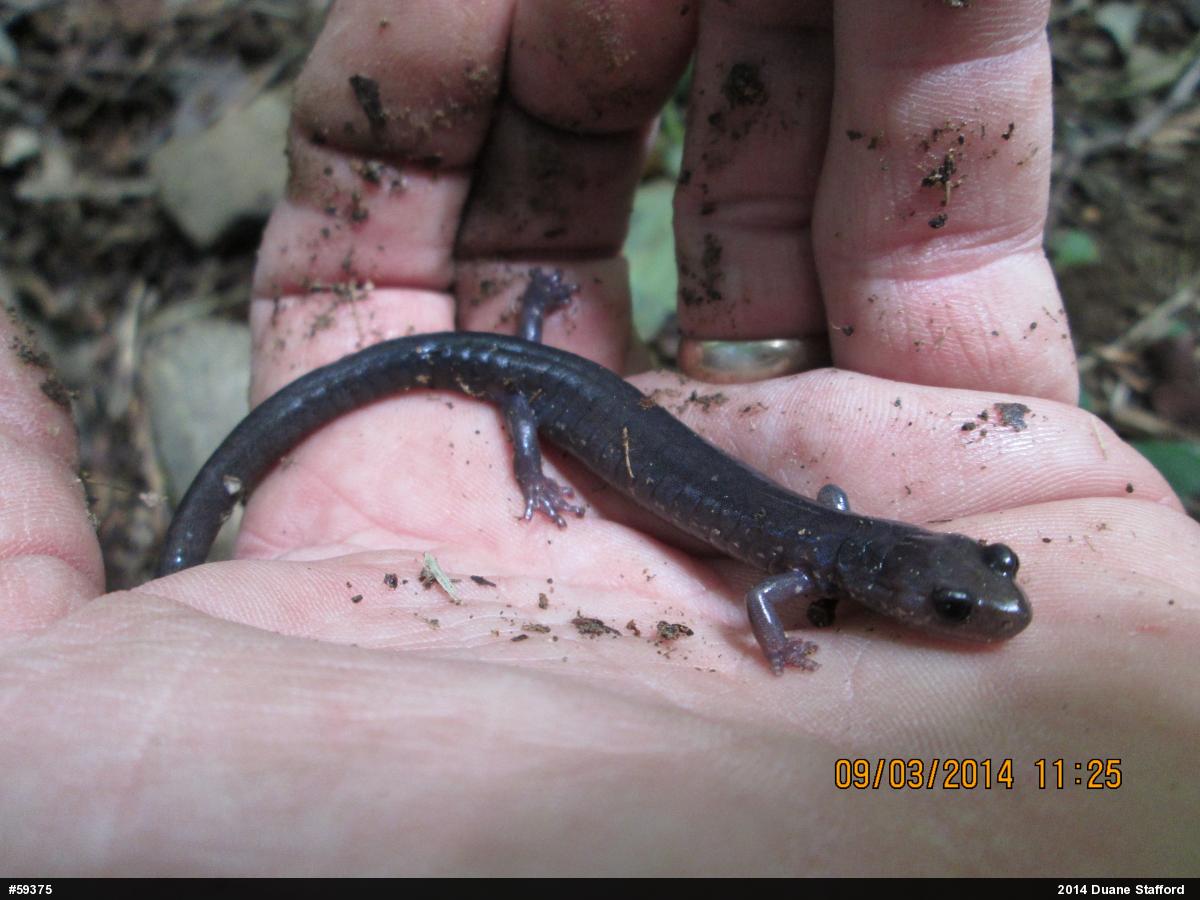 Wehrle's Salamander