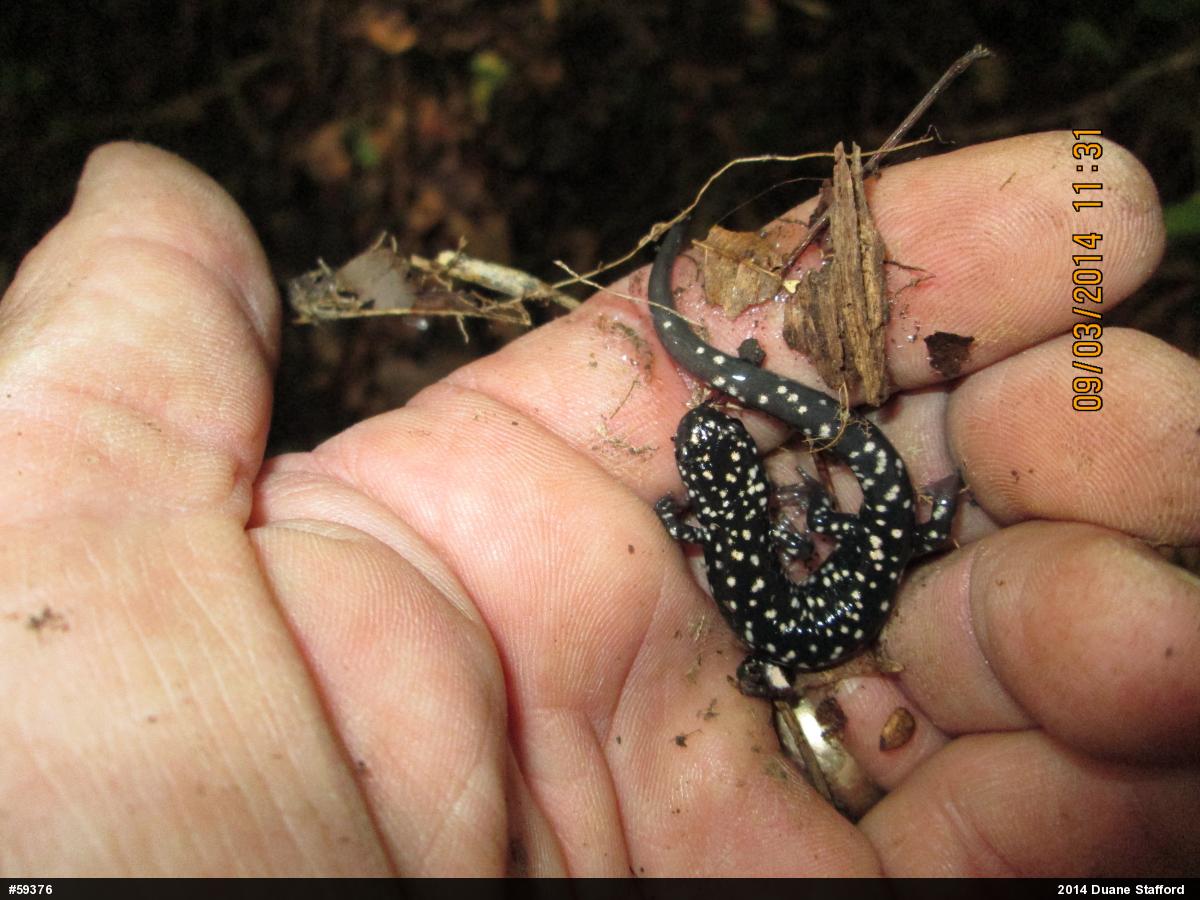 Northern Slimy Salamander