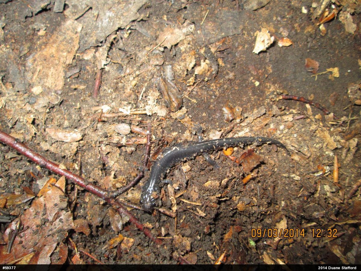 Wehrle's Salamander