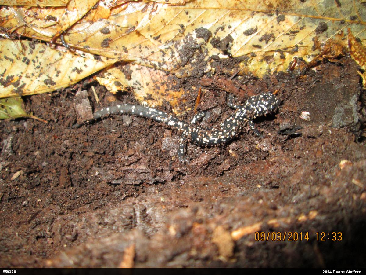 Northern Slimy Salamander