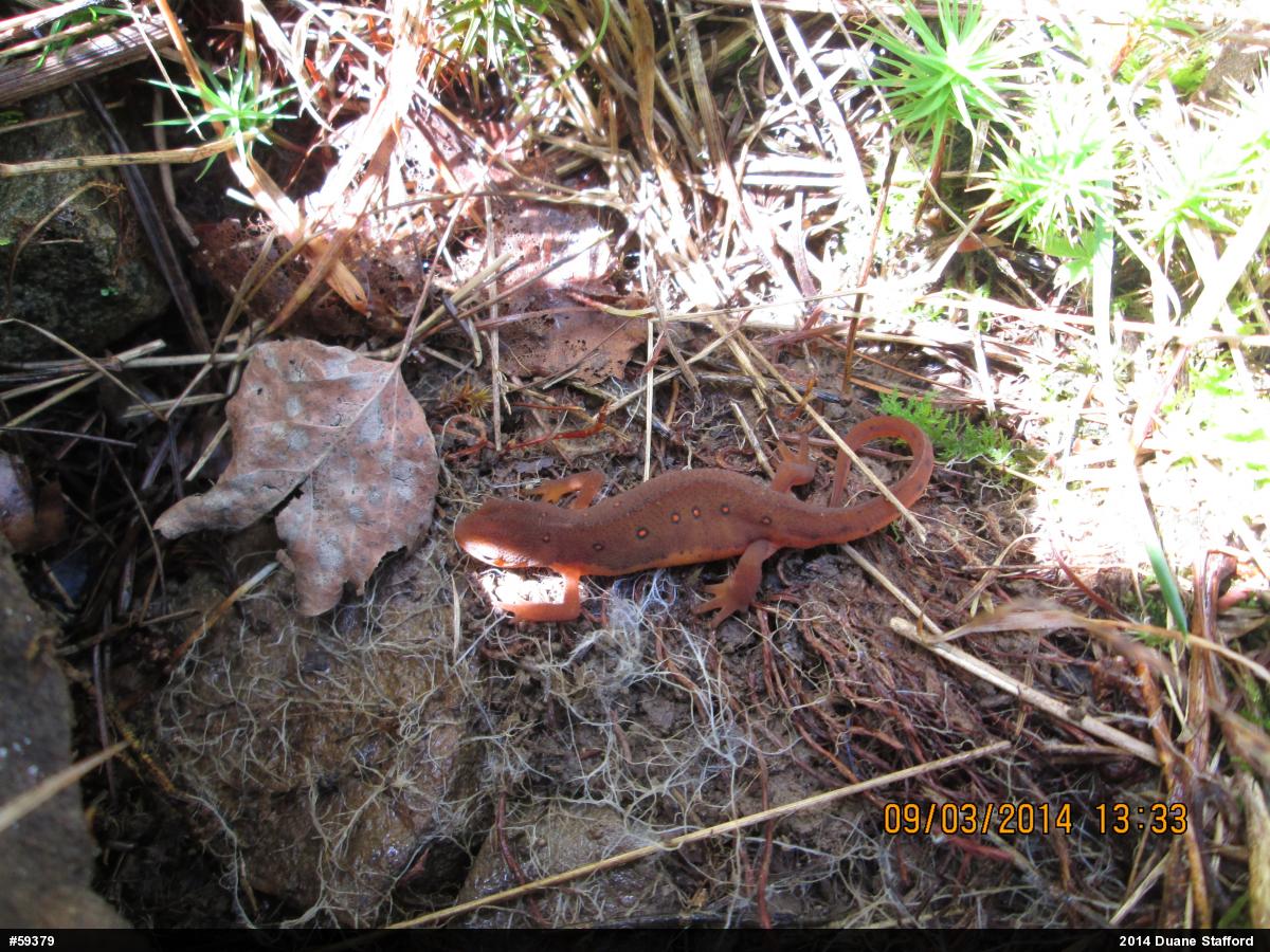 Red-spotted Newt