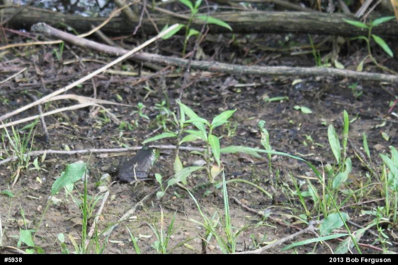 American Bullfrog