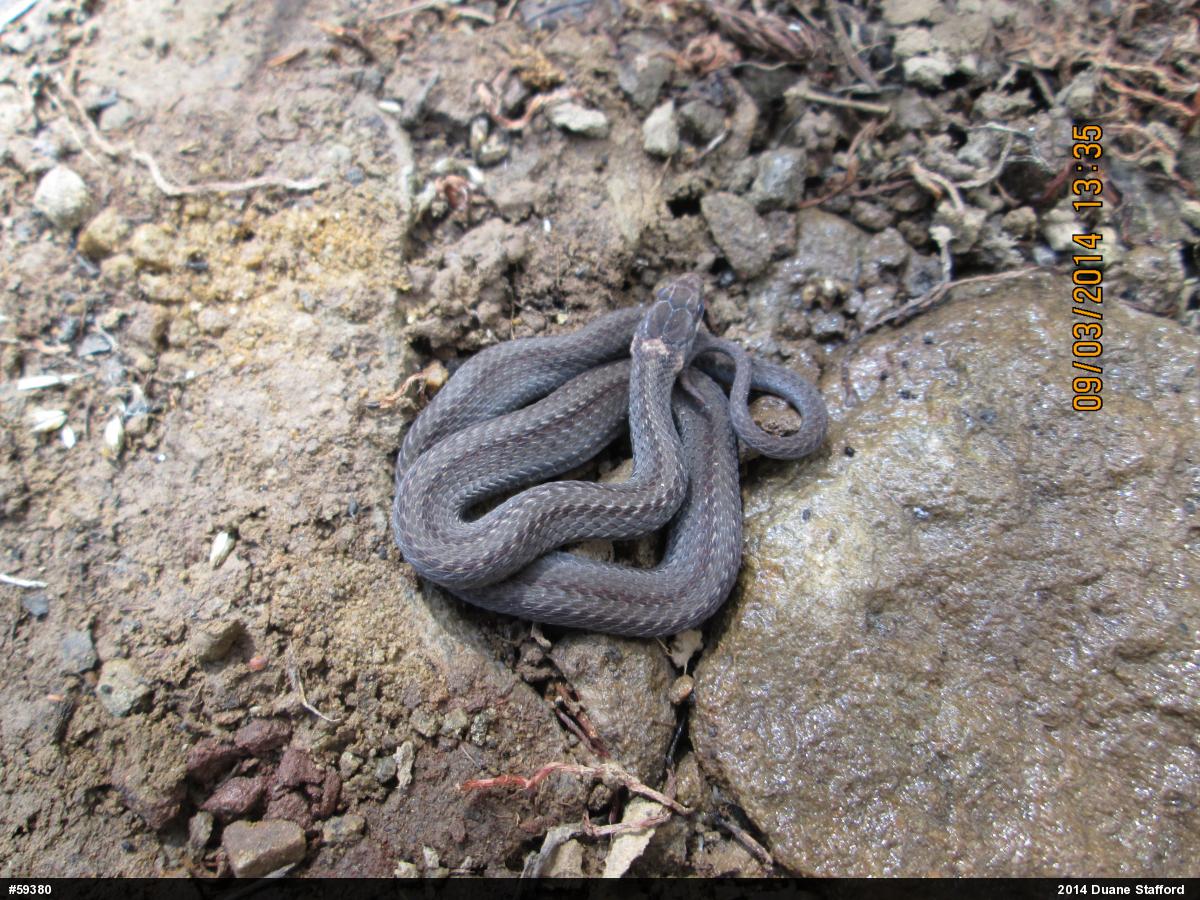 Red-bellied Snake