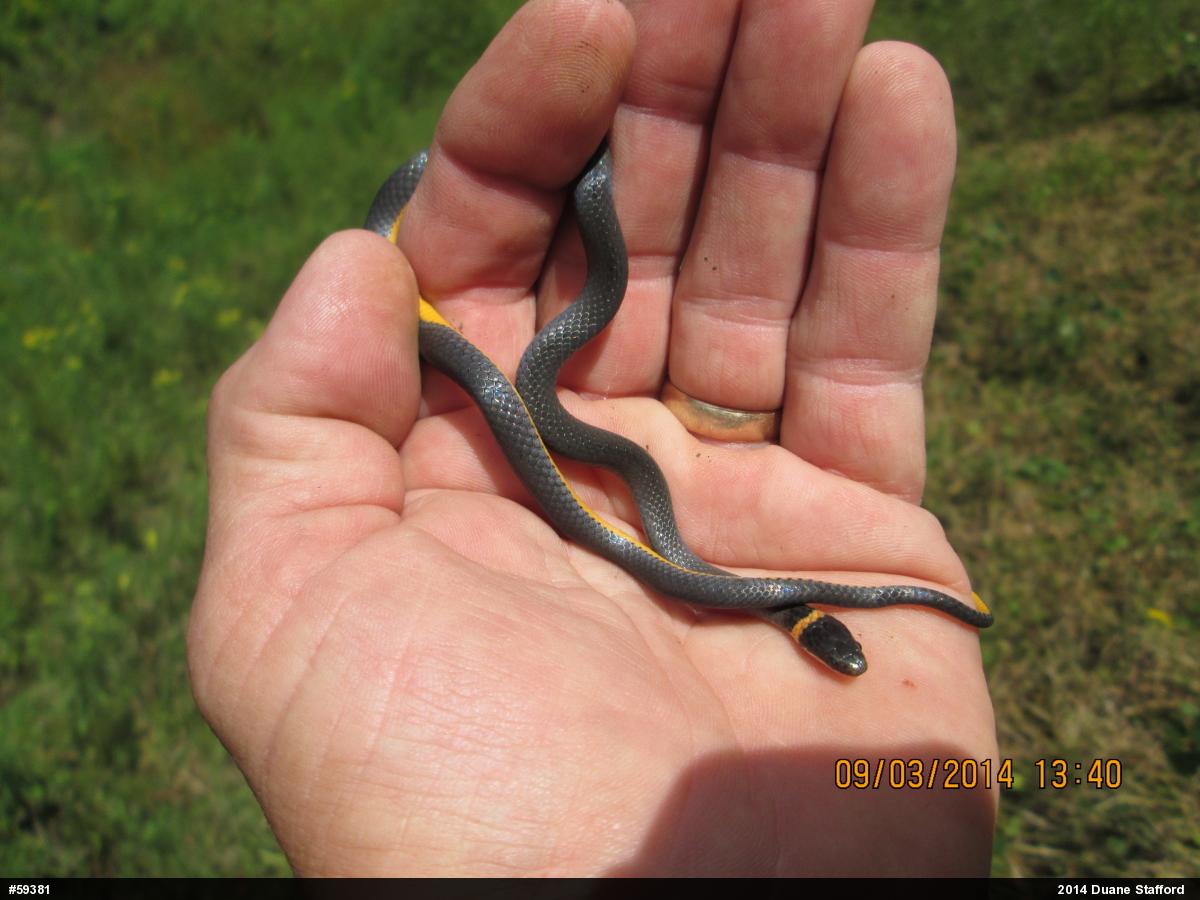 Northern Ring-necked Snake