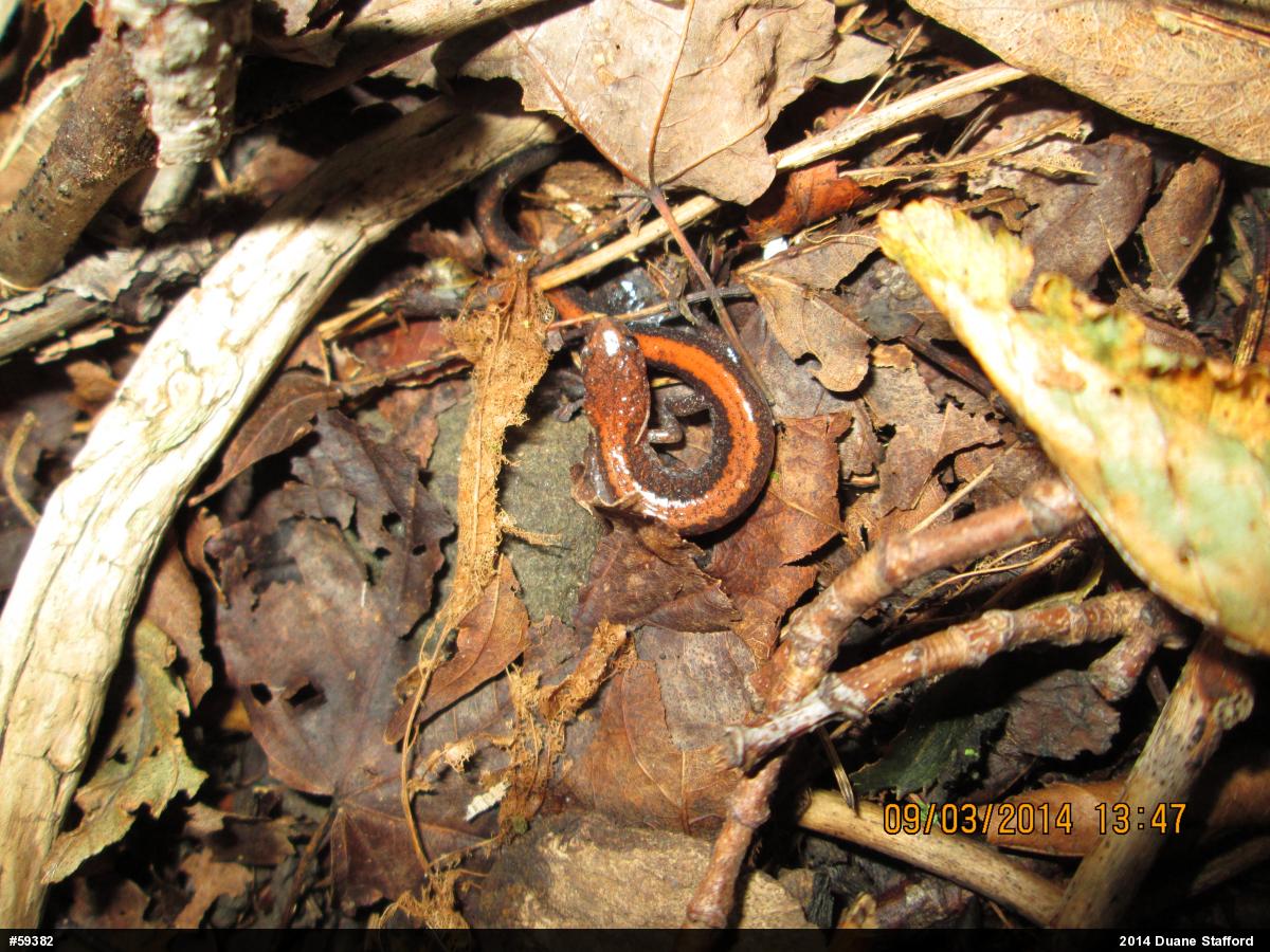 Eastern Red-backed  Salamander