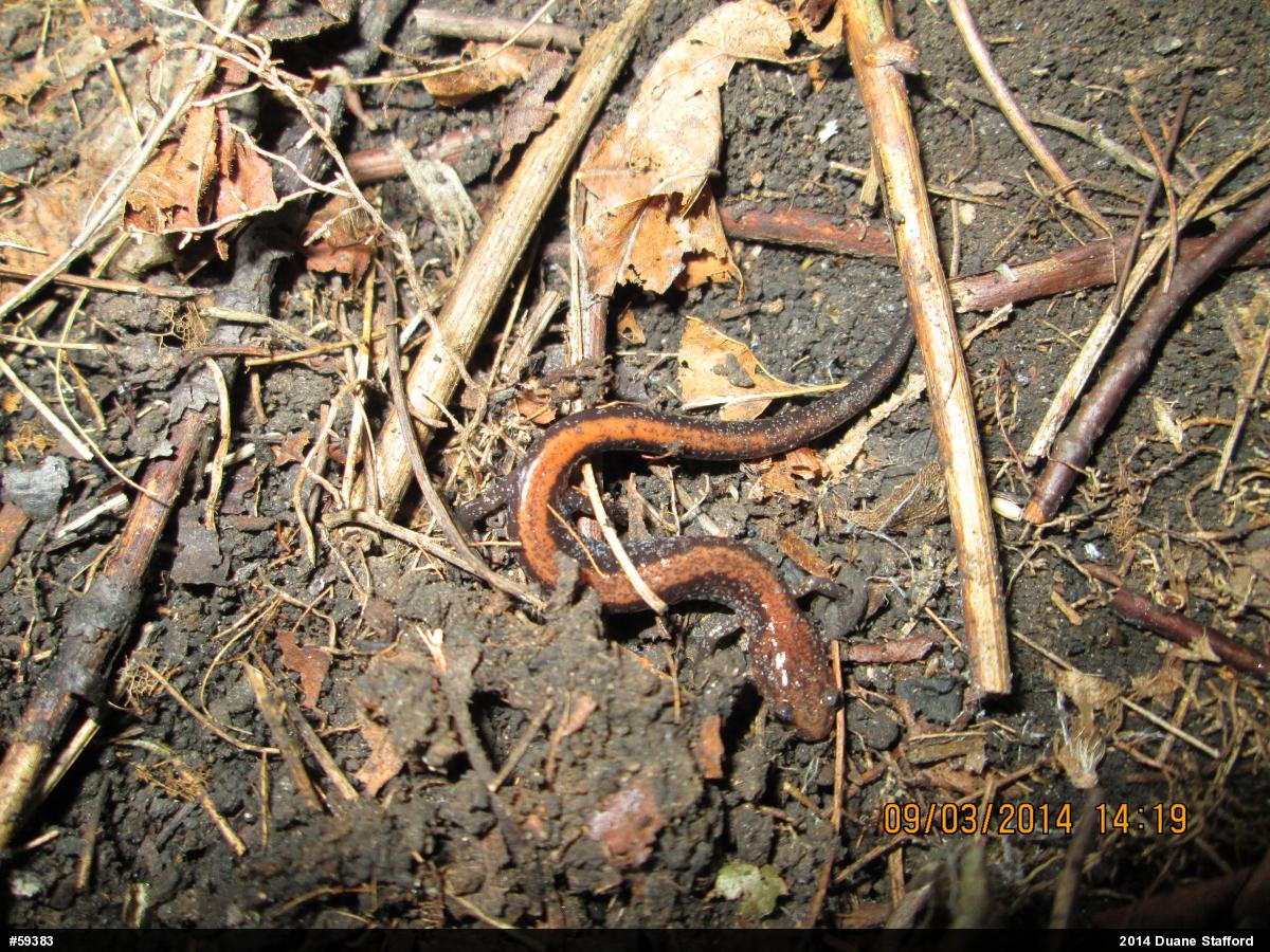 Eastern Red-backed  Salamander