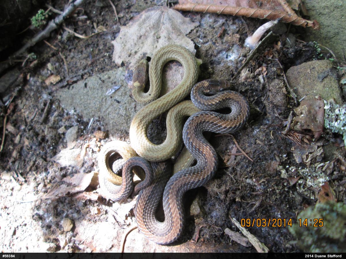 Red-bellied Snake