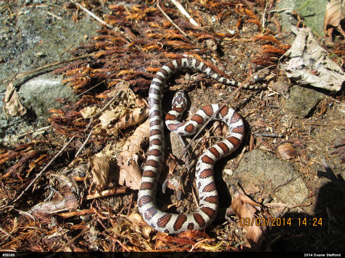 Eastern Milksnake