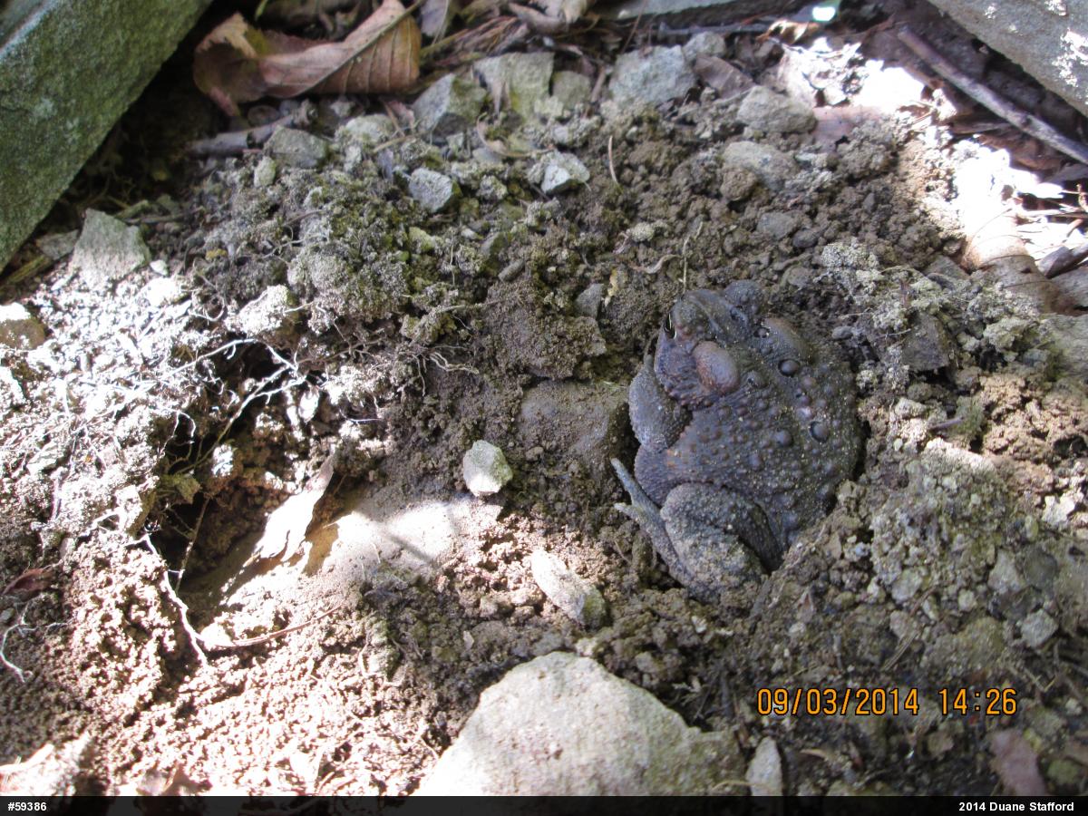 Eastern American Toad