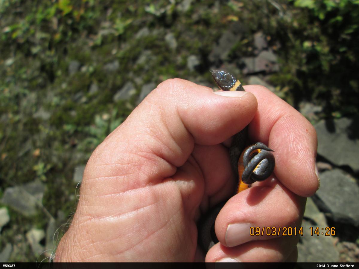 Northern Ring-necked Snake