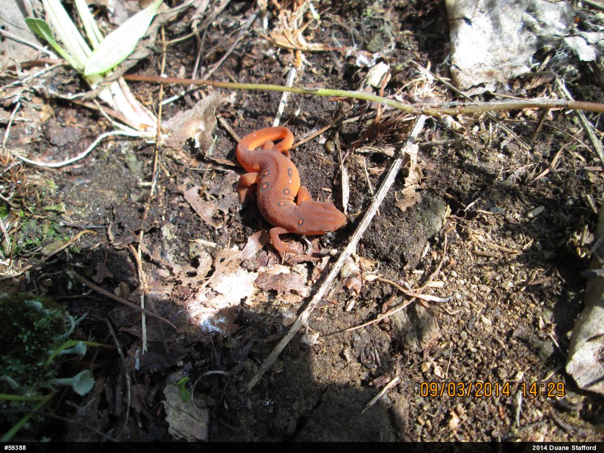 Red-spotted Newt