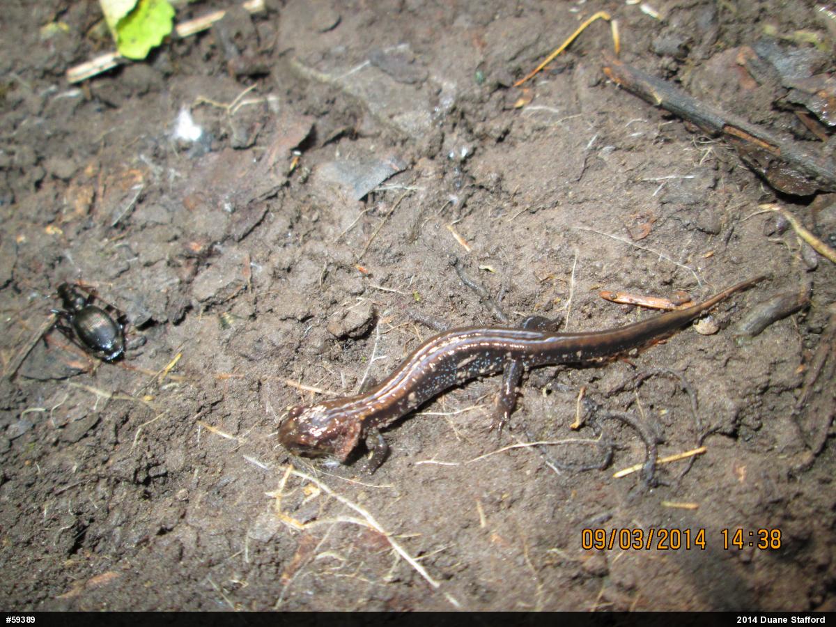 Allegheny Mountain Dusky Salamander