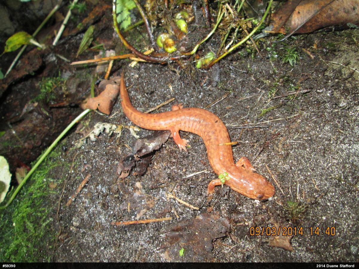 Northern Spring Salamander