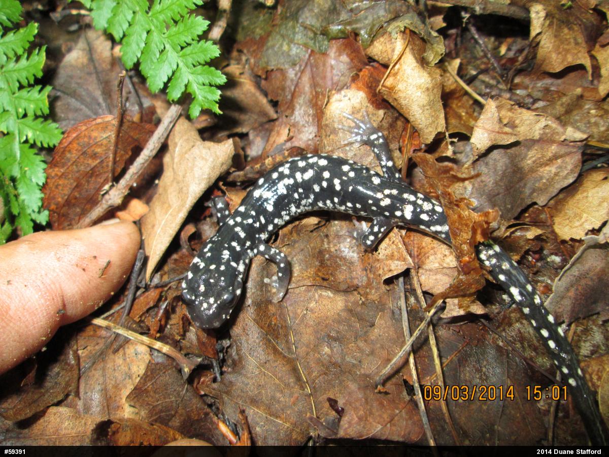 Northern Slimy Salamander