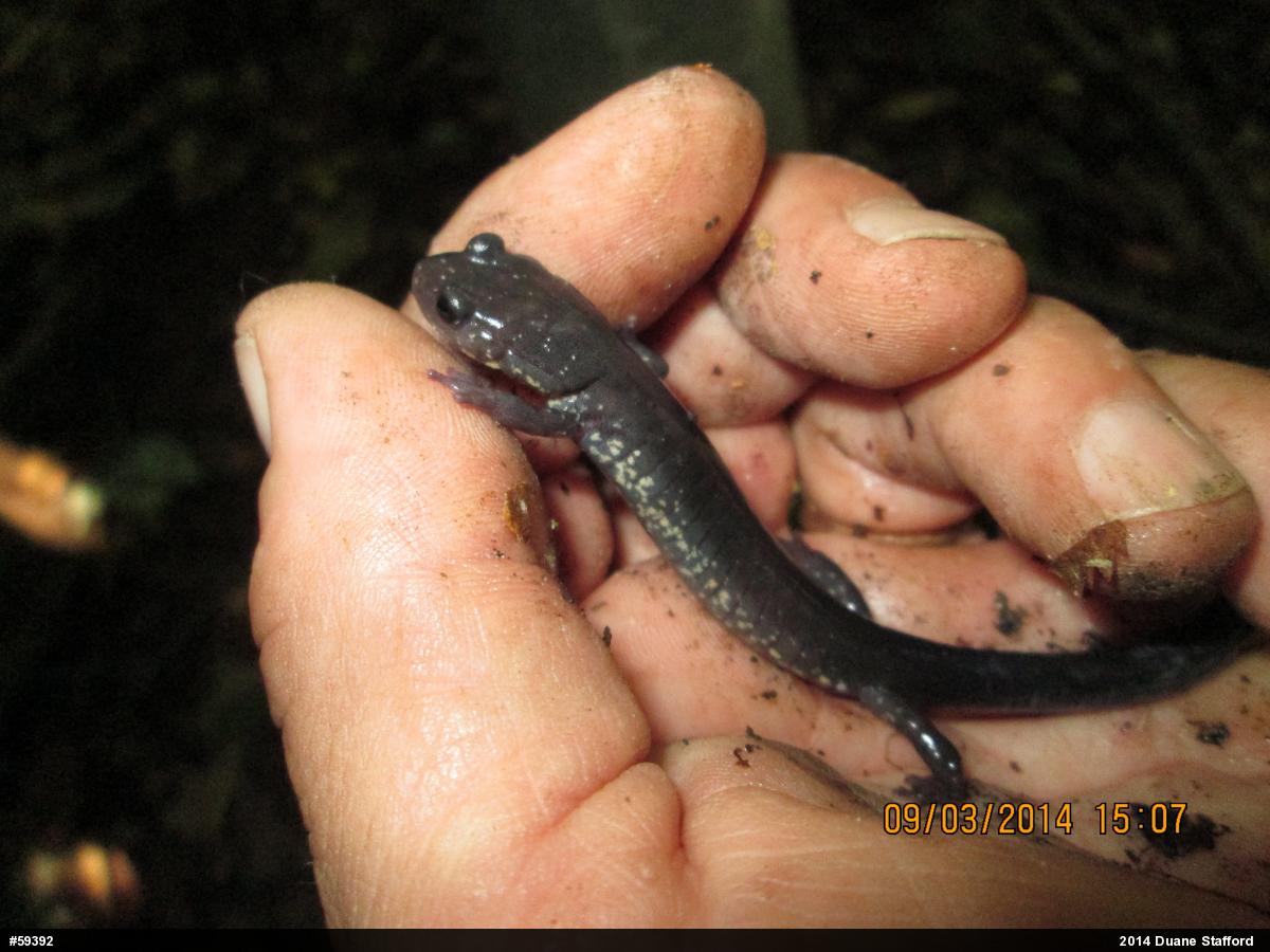 Wehrle's Salamander