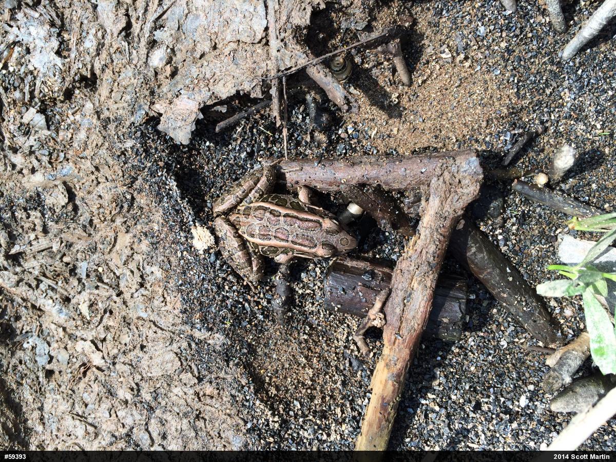 Pickerel Frog