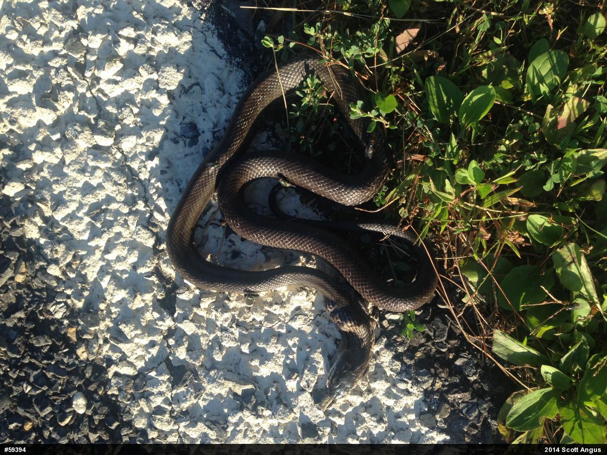 Eastern Ratsnake