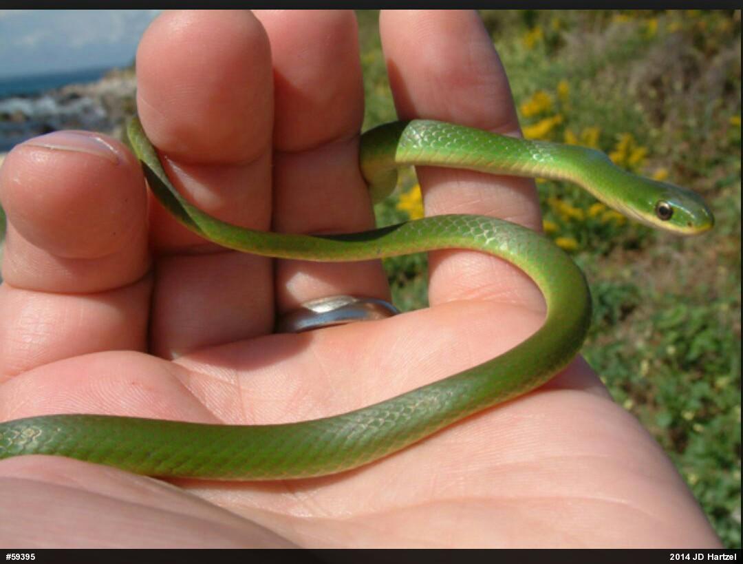 Smooth Greensnake