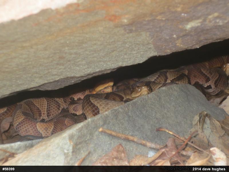 Northern Copperhead