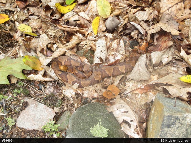 Northern Copperhead