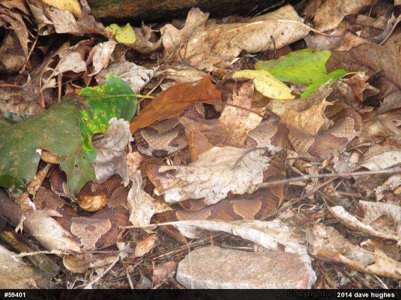 Northern Copperhead
