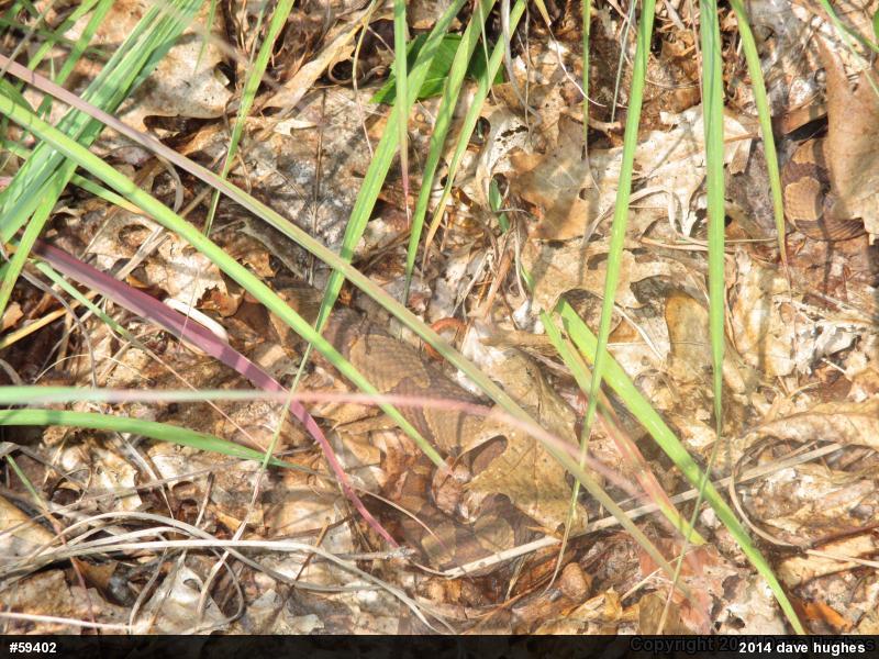 Northern Copperhead