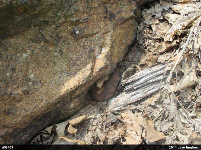 Northern Copperhead