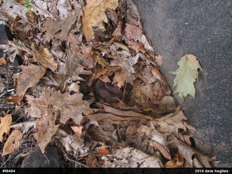 Northern Copperhead