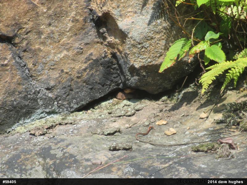 Northern Copperhead